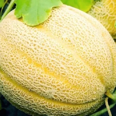 Hales Best Jumbo Cantaloupe Seeds | NON-GMO | Heirloom | Fresh Garden Seeds • $200