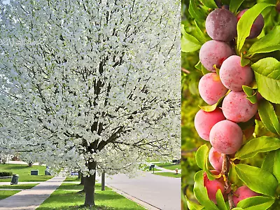 5 AMERICAN PLUM Prunus Americana Red Purple Fruit  White Flower Shrub Tree Seeds • $3