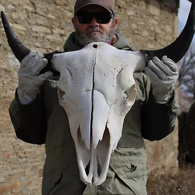  Buffalo Bison Head Skull Horns  • $301.47