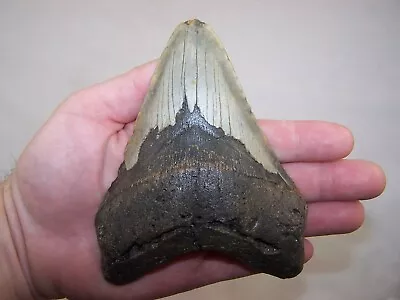 5.59  MEGALODON Fossil Shark Tooth Teeth / 15.4 Oz /NO RESTORATION /Not Dinosaur • $99