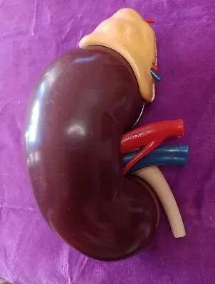  1961 Merck & Co Pharmaceuticals Plastic Model Human Kidney Organ • $14.99