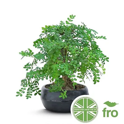 £2.99 • Buy Moringa Bonsia Tree - 4 Seeds - Horseradish Tree - Fast Uk Dispatch ✅