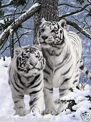 WHITE SNOW TIGERS - 3D LENTICULAR TIGER PICTURE 300mm X 400mm (NEW) • £7.95