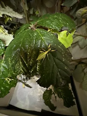 £12 • Buy 4x Leaf Insect Nymphs Unsexed (Phyllium Philippinicum ) M + F. 2-4 Weeks Old