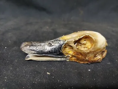 Duck Headweird Odditynature MummifiedCuriofreakodddriedmuscovy Bird • $20.99