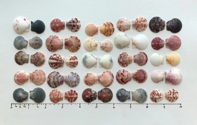 $18.95 • Buy 50 Scallop Seashells .75-1  Scrapbook Beach Crafts Wedding Colorful Shells SV#B