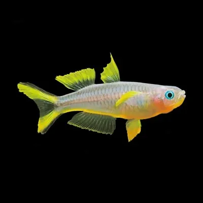 10 X Forktail Blue-Eye Rainbowfish | Pseudomugil Furcatus | Impressive Colour • £33
