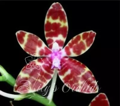 $32 • Buy LP-27  Phalaenopsis Bastianii × Sib  - Species