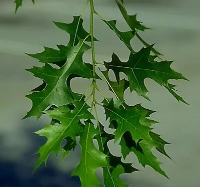 Pin Oak - Fast Growing Shade Tree - Live Plant Shipped 3 To 4 Feet Tall • $45