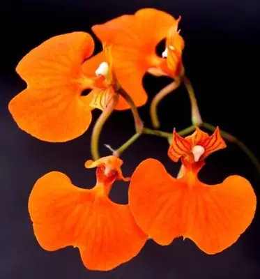 Comparettia Speciosa- Bright Orange Flowers On A Mini • $28