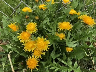 150+TRUE WILD & CLEAN!Dandelion 2023 SEEDS *Taraxacum Officinale *Medicinal Herb • $5.95