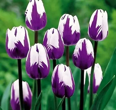 Pre-Chilled Flower Bulbs For Forcing Indoors - Easy To Grow - Grow In Water Or D • $18