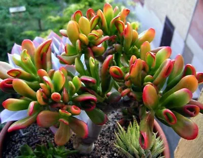 Crassula Argentea OGRE EARS Jade Plant Succulent--Reddish Tip Cuttings • $9