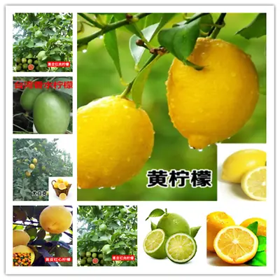 20 SEEDS LEMON LIME For Germination Garden Bed Plant Tree Citrus Green Yellow • $6.99