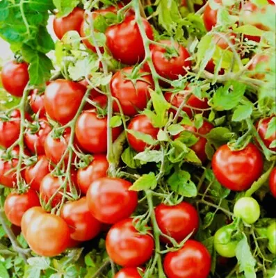 6 X 'Moneymaker' Tomato Plug Plants. • £9.25