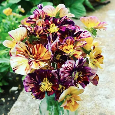 Pansy Brush Strokes -15 Seeds - Edible - Viola Cornuta • $2.79