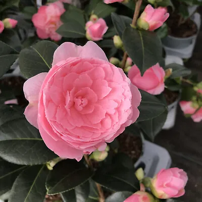 Camellia E.G. Waterhouse  2 Litre Pink Semi Double Flowers Evergreen Shrub • £16.95