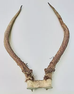 Set 19  Elk Spike Antlers With Skullcap From Pacific NW  • $49.99