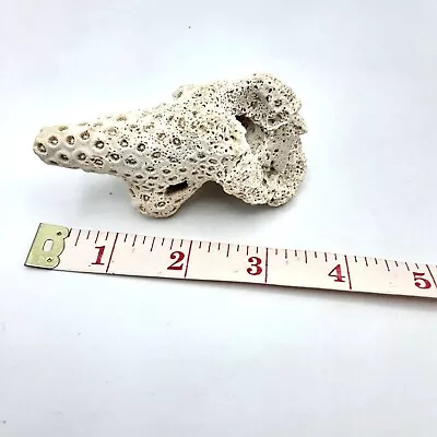 White Coral Brain Fossil 3.5  X 2  Natural Decor / Aquarium • $10