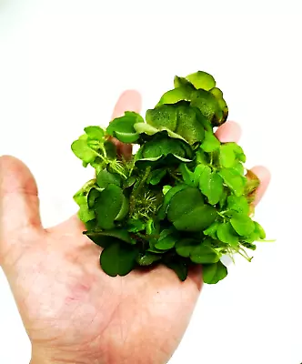 £3.48 • Buy Salvinia Natans Floating Plant Live Aquatic Aquarium Pond Plants Portion