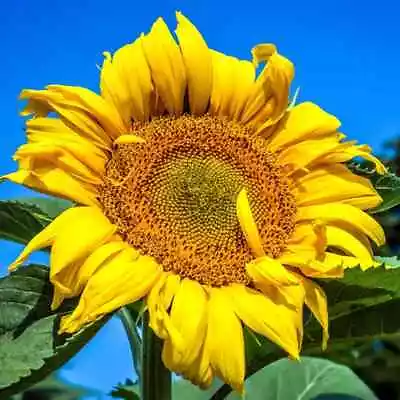 GIANT MAMMOTH RUSSIAN  GREY STRIPE  SUNFLOWER SEEDS Heirloom Hardy 10  FLOWERS • $6.89