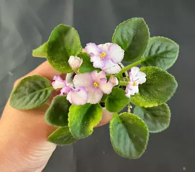 African Violet Plant-  LE Lunnaya Raduga  (miniature) ACTUAL PLANT • $12