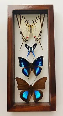 4 Real Butterflies Framed Special Collection Mounted Double Glass 4.5 X10.5 • $99.99