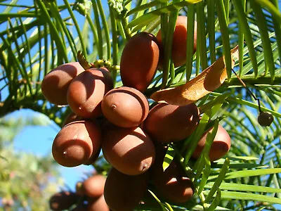 CEPHALOTAXUS FORTUNEI Tree Japanese Plum Yew Rare Edible Plant 8cm • £9.90