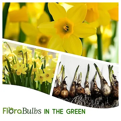 Daffodil Bulbs'TETE A TETE 50 Dwarf Narcissus Spring Flowering Bulb IN THE GREEN • £150