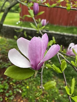Magnolia Cuttings White And Purple • $10