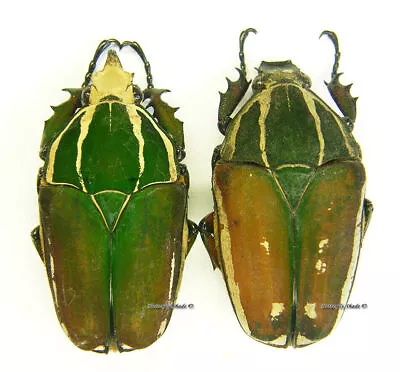 Unmounted Beetle/Cetoniidae - Mecynorrhina Torquata Ugandensis PAIR 5 • $36.36