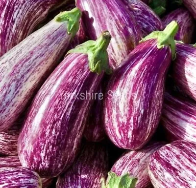 260x Aubergine Listada De Gandia Seeds - Vegetable • £2.29