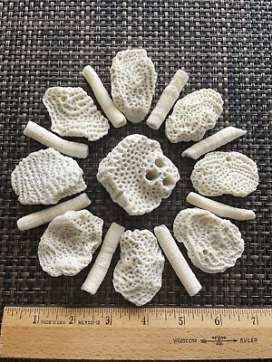 Dried Brain CORALS Fossil Beach Ocean Sea Reef Fish Tank Aquarium Decoration • $12.99