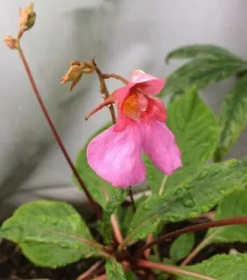 Impatiens Flanaganae |9cm Potted Plant | Hardy Perennial • £8.99