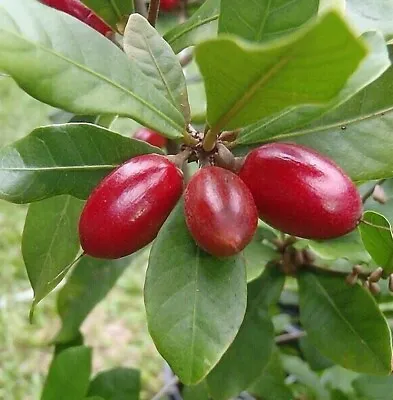 100++ Miracle Berry Fruit Seeds (Synsepalum Dulcificum) 100% Original • $45