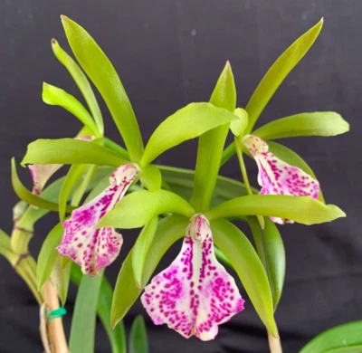 $180 • Buy RON Cattleya Orchid Special Quality Div Bc. Binosa 'Key Lime' (B209)