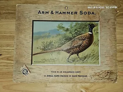 Scarce Arm & Hammer 1904  Mongolian Pheasant  Large Store Display G. Muss Arnolt • $75