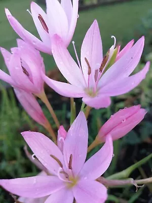 Kaffir Lily Plants Schizostylis Coccinea X 10 Fast Growing Roots • £8.99