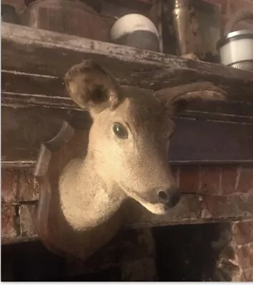 £90 • Buy Vintage Taxidermy Mounted Deer Head Wall Mount
