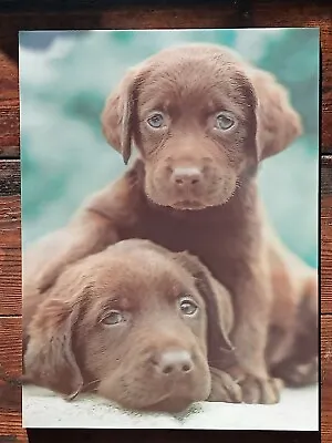 Labrador Puppies 3D Lenticular Wall Picture (NEW) • £9.99