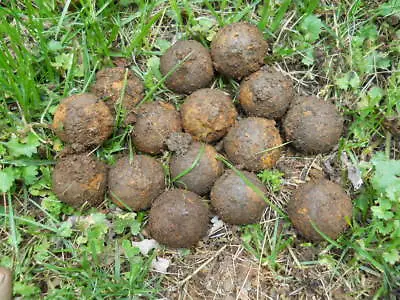 Old Rare Vintage Antique Civil War Relic Confederate Canister Shot Appomattox VA • $20