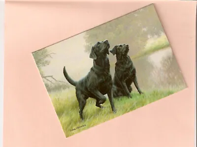 £10.62 • Buy Labrador Retriever Lab 6  Note Cards Golden 6 Notecards Nigel Hemming Box Of 12*