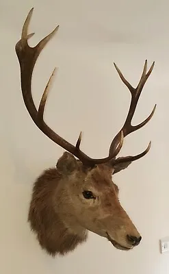 £1100 • Buy Two Taxidermy Stag Head Mounts
