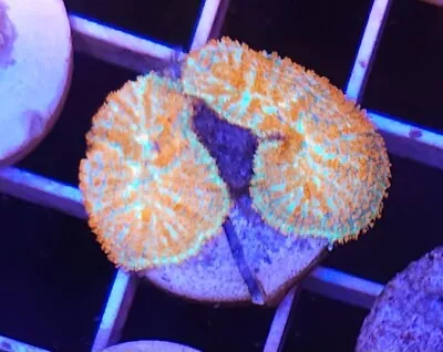 Live Coral Robbie's Corals Ultra Sunfire Mushroom Coral 1/2 -3/4   (2 Mushrooms) • $35.99