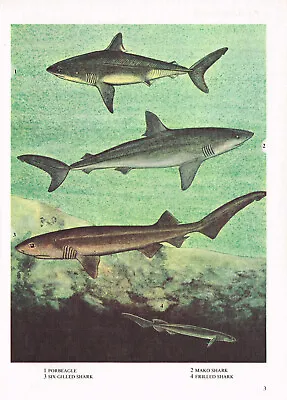 Shark Frilled Six Gilled Porbeagle Fish Print Picture Vintage 1985 IBOV#03 • $4.34