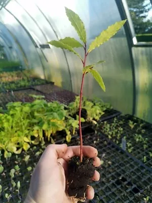 £10.75 • Buy 2x Laurus Nobilis / Bay Tree Plug Plants, Cooking Bay Leaf Tree Plant
