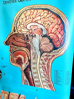 Vtg 1940s Denoyer Geppert Medical Anatomy Chart Poster Head Skull Throat • $349.99