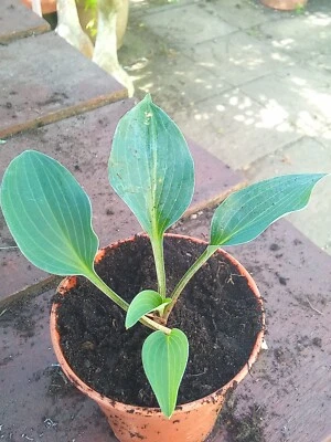 £7 • Buy Hosta Azuretini
