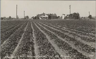 RPPC Strawberry Field Patch Near Medford OR Oregon C1910-1920s Photo G99 • $11.99