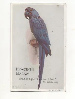 Macaw Bird Capern's Parrot Food Postcard Size Card 1926 Cigarette Card Listed • $3.67